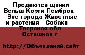 Продаются щенки Вельш Корги Пемброк  - Все города Животные и растения » Собаки   . Тверская обл.,Осташков г.